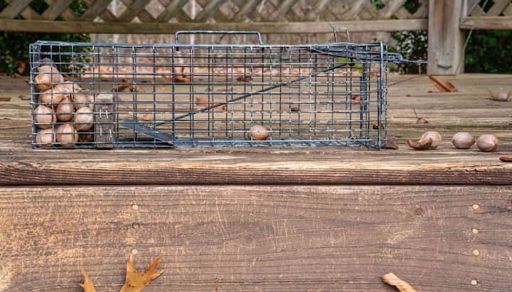Professional-Wildlife-Control in Frederica