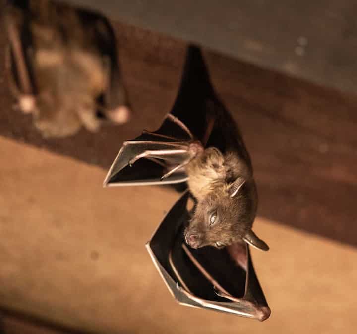 Wildlife-Bats in Frederica